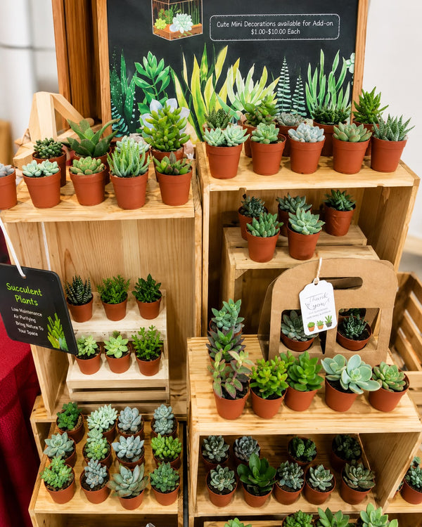 Corporate Terrarium Workshops & Team Bonding AWD18