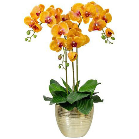 Orchids (Flower Type)