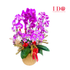 Auspicious Elegance Phalaenopsis CN26GE-08