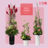 products/OfficeFlowerscollection_7.png
